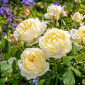Vanessa Bell - 5 Gallon - Roger's Gardens
