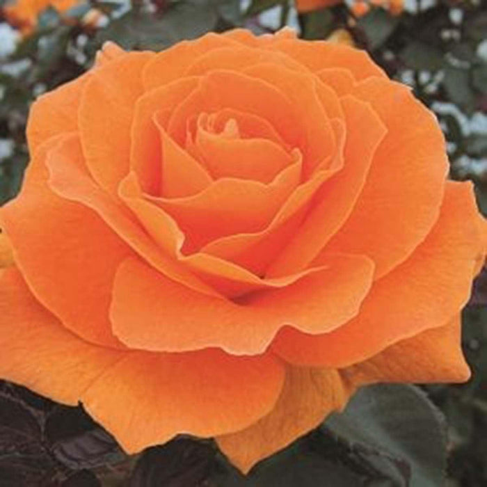 Vavoom - 36" Tree - 5 Gallon - Roger's Gardens