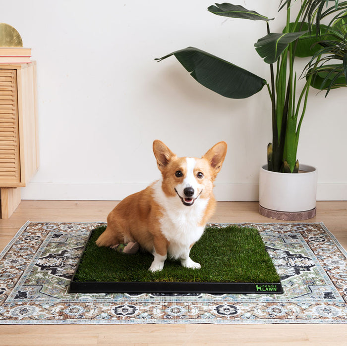 Corgi sitting on a DoggieLawn dog grass pad placed on a patterned waterproof rug in a sunlit living room.