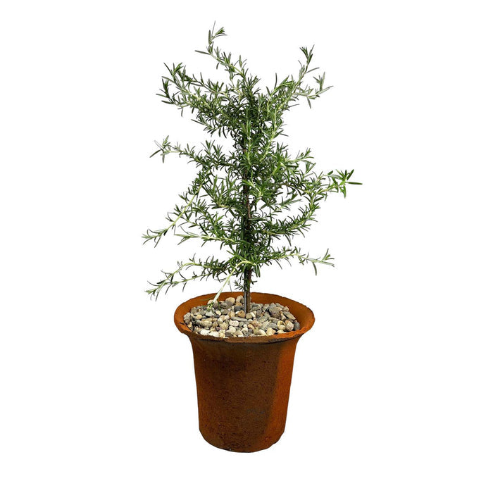Weeping Rosemary Tree in Aged Clay Pot