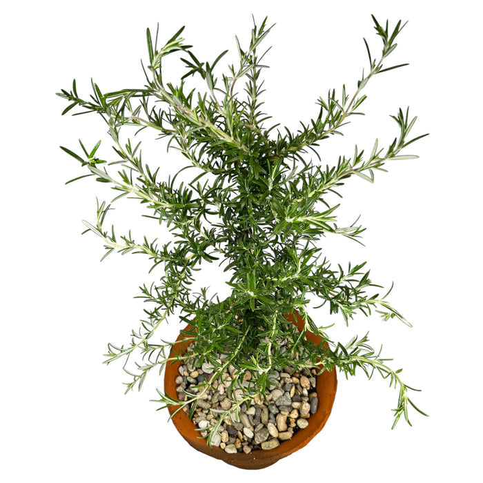 Weeping Rosemary Tree in Aged Clay Pot