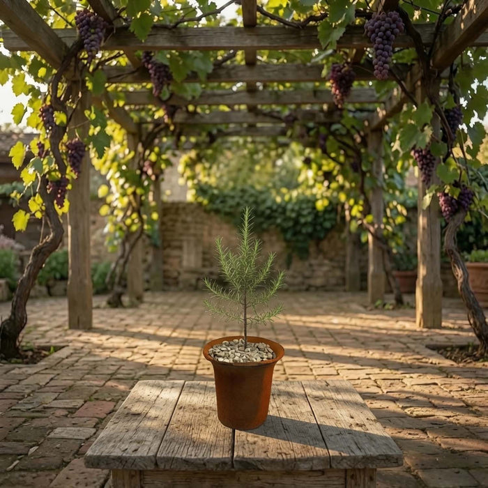 Weeping Rosemary Tree in Aged Clay Pot
