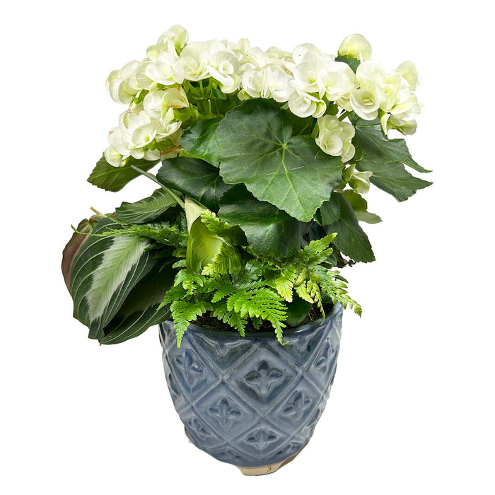 White Begonia in Blue Diamond Pot