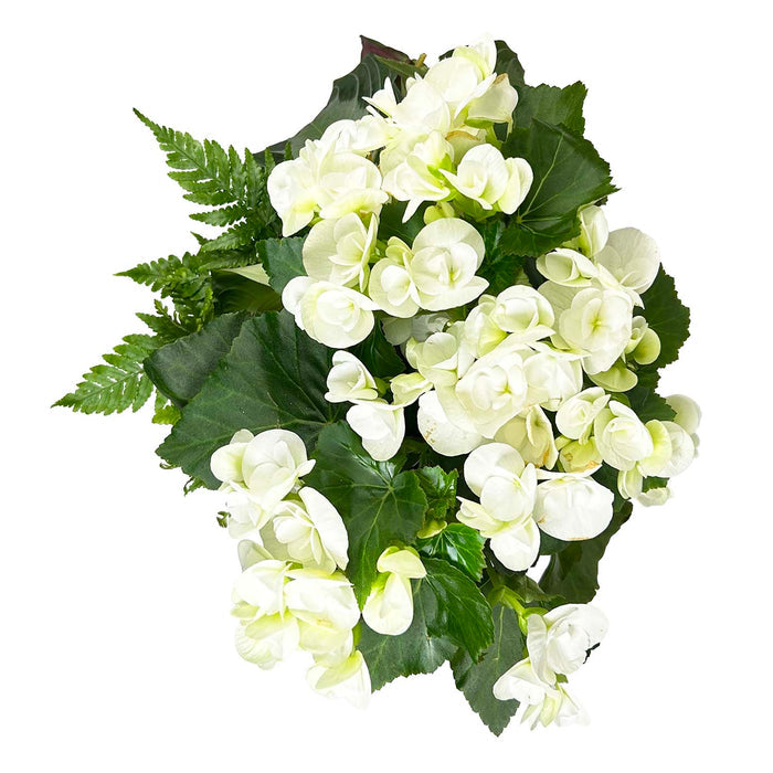 White Begonia in Blue Diamond Pot