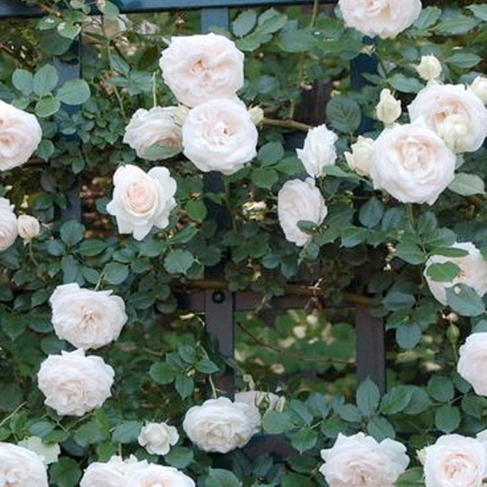White Eden - Climbing - Staked - 5 Gallon - Roger's Gardens