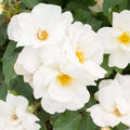 White Knock Out - 2 Gallon - Roger's Gardens