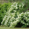 Banksii 'Alba Plena - 5 Gallon - Roger's Gardens