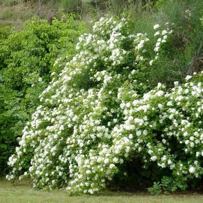 Banksii 'Alba Plena - 5 Gallon - Roger's Gardens