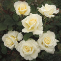 White Licorice - 5 Gallon - Roger's Gardens