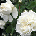 White Meidiland - 5 Gallon - Roger's Gardens
