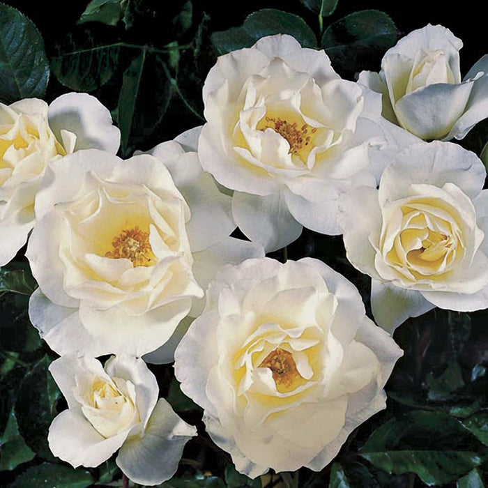 White Simplicity - 5 Gallon - Roger's Gardens