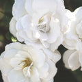 White Veranda - 5 Gallon - Roger's Gardens