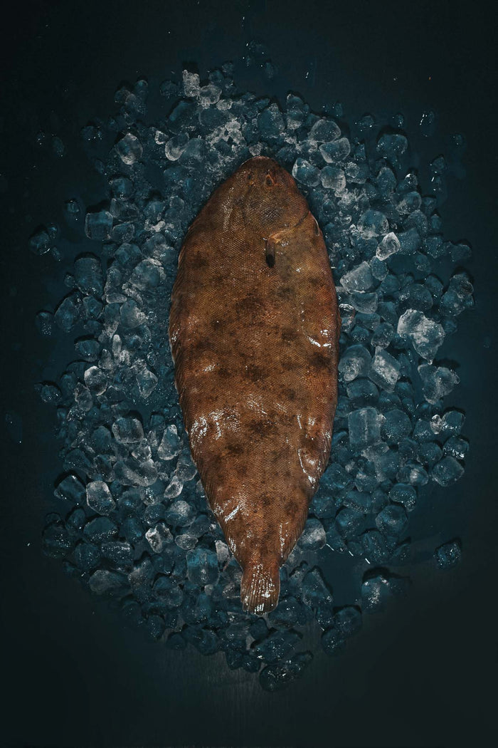 Greendale Whole Dover Sole