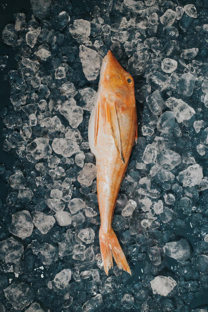 Greendale Whole Gurnard Gutted