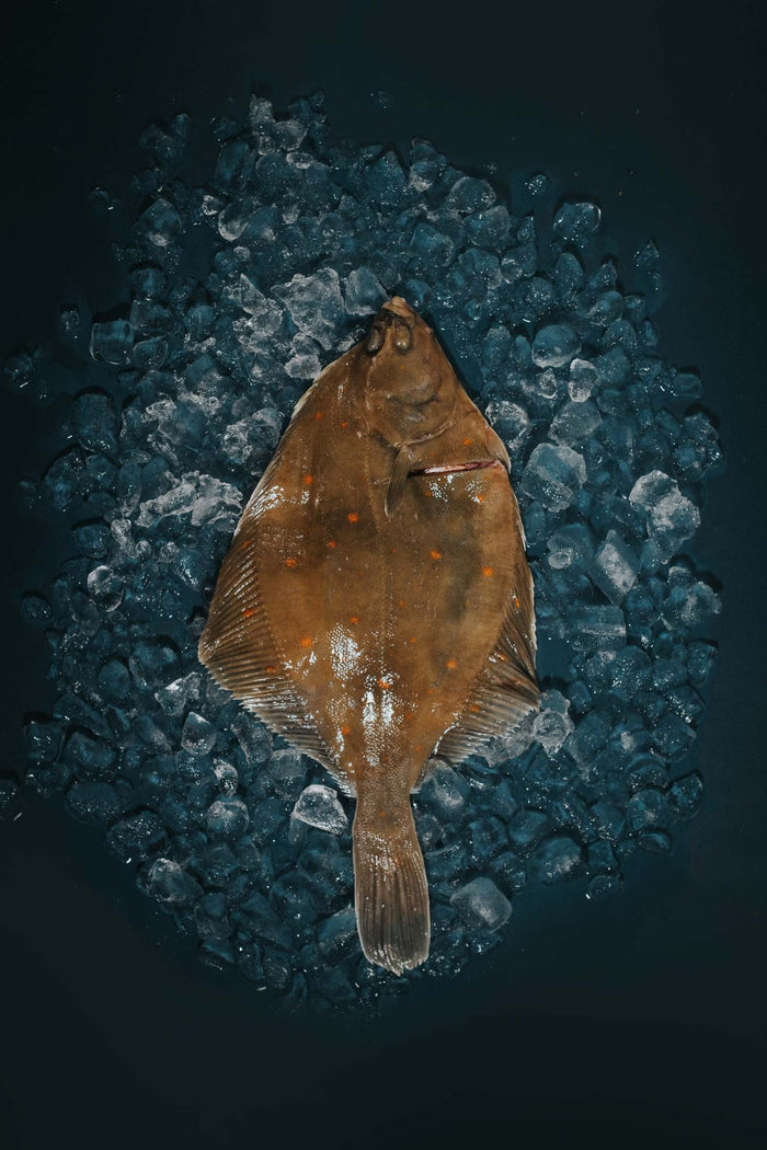 Greendale Plaice Gutted Headed And Trimmed