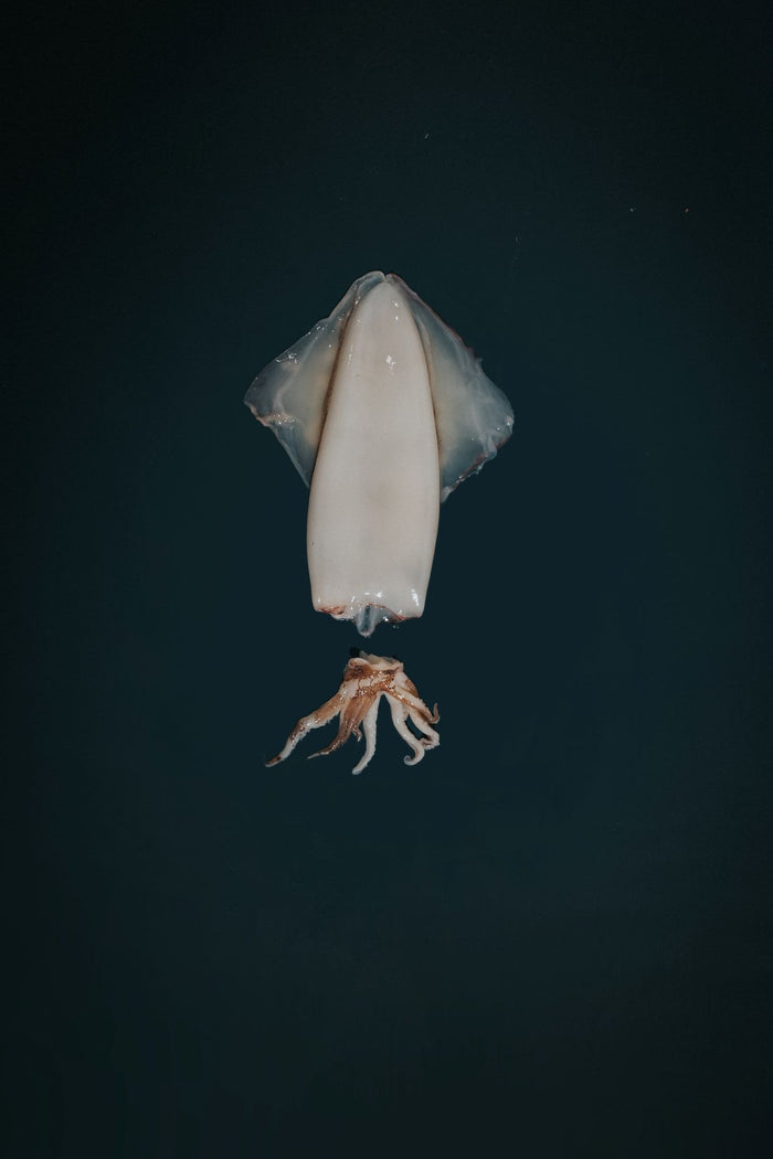 Greendale Whole Squid