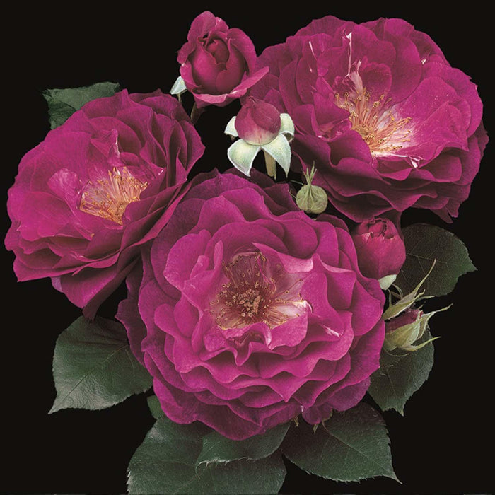 Wild Blue Yonder - 5 Gallon - Roger's Gardens