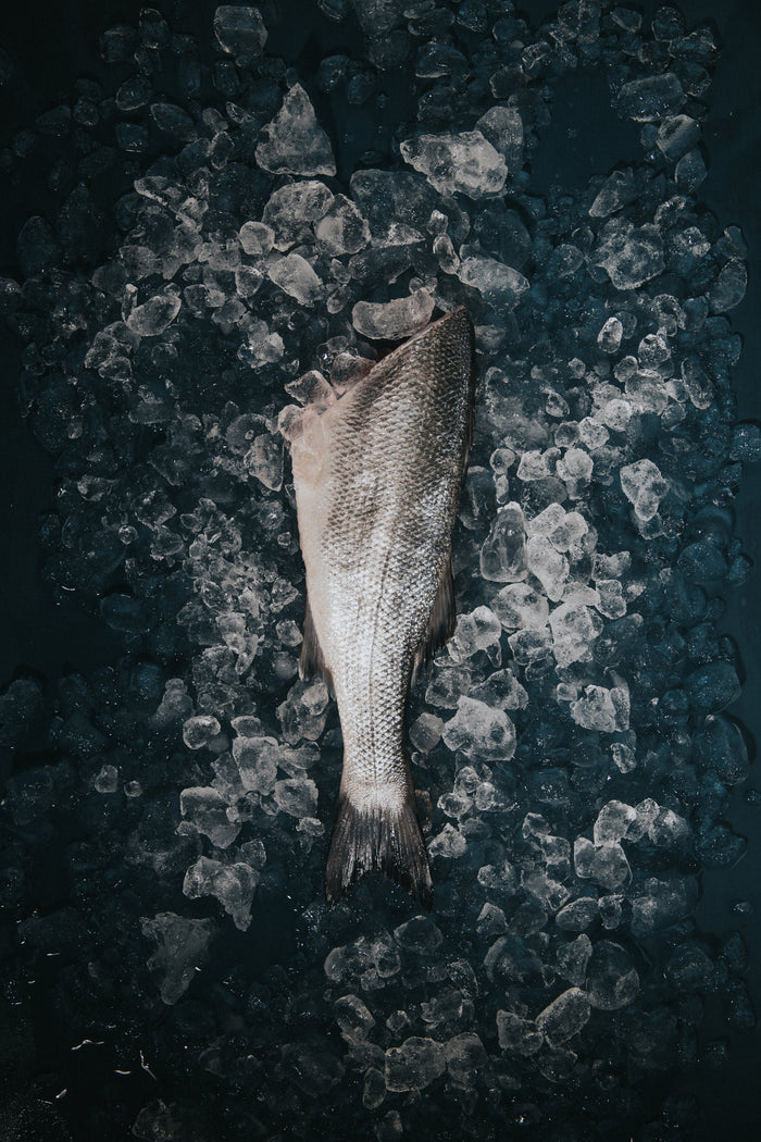 Greendale Wild Sea Bass Headed Trimmed