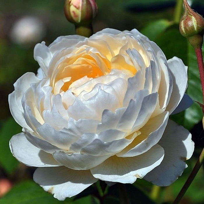 Windermere - 5 Gallon - Roger's Gardens