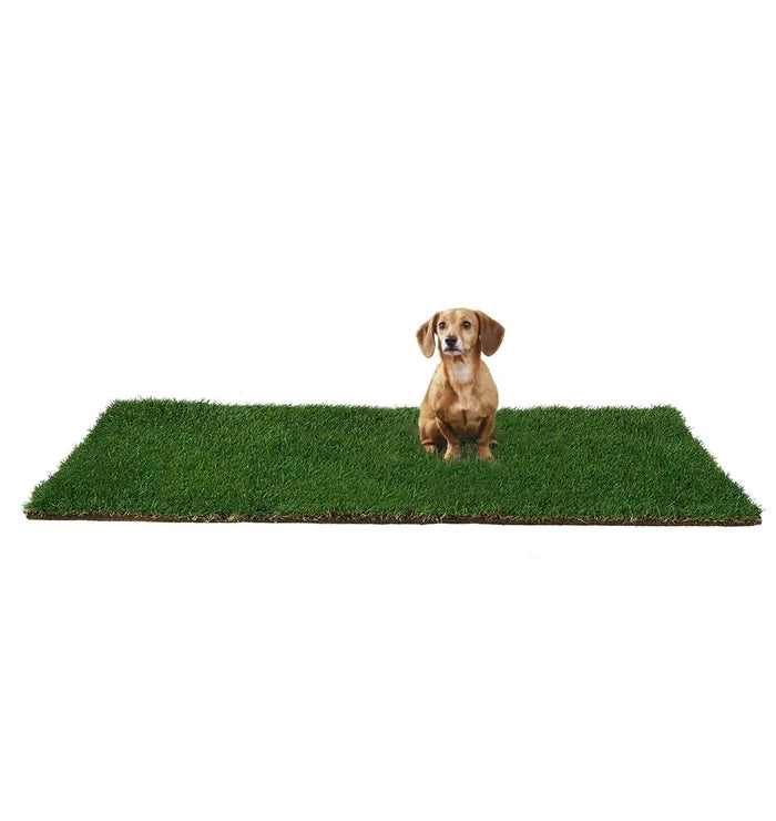 Dachshund sitting on an extra-large real grass dog pee pad.