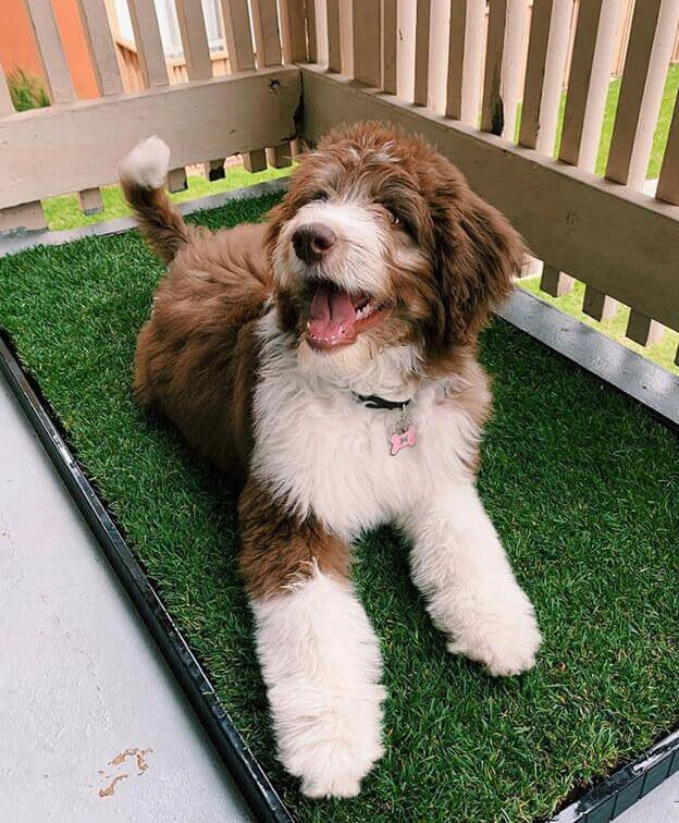 Happy Goldendoodle lying on a DoggieLawn real grass pad on a wooden porch deck.