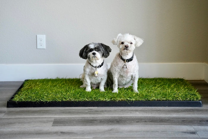 Dog pee grass pad with two small dogs sitting side by side on a rectangular patch of real grass in a black tray, placed on indoor flooring for convenient potty use.