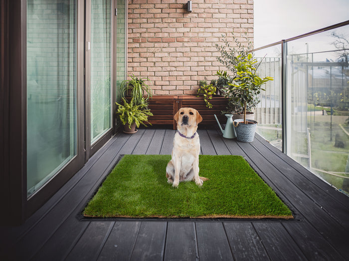 Yellow Labrador sitting on a DoggieLawn XXL real grass pad on a plant-filled apartment balcony.