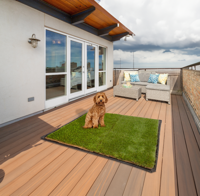 Goldendoodle sitting on a DoggieLawn XXL real grass pad on a rooftop deck with patio furniture and city skyline.