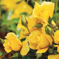 Yellow Simplicity - 5 Gallon - Roger's Gardens
