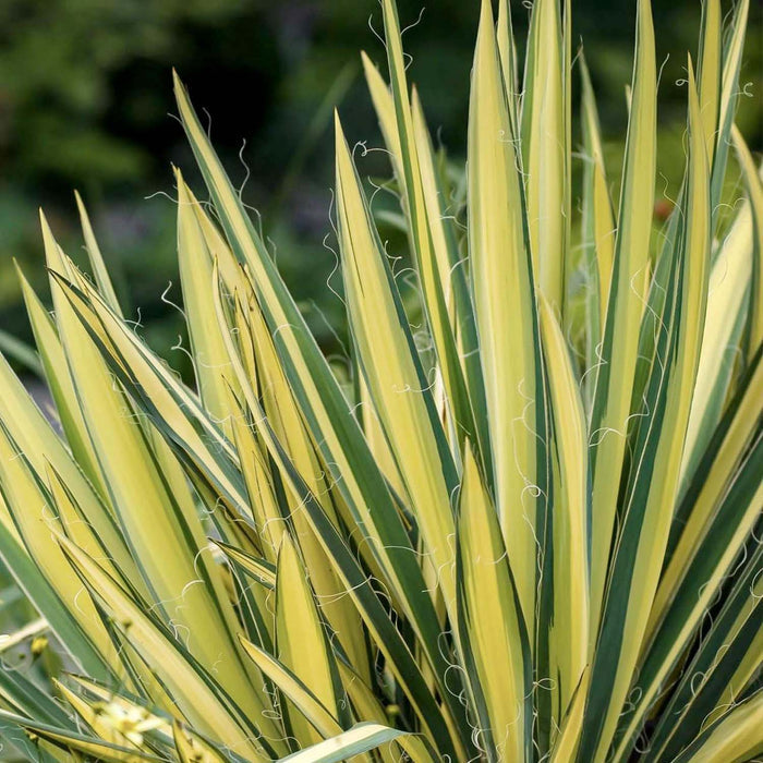 Yucca 'Golden Sword' - Golden Sword Yucca - 2 Gallon
